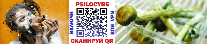 Псилоцибиновые грибы Psilocybe  купить наркотик  Черноголовка 